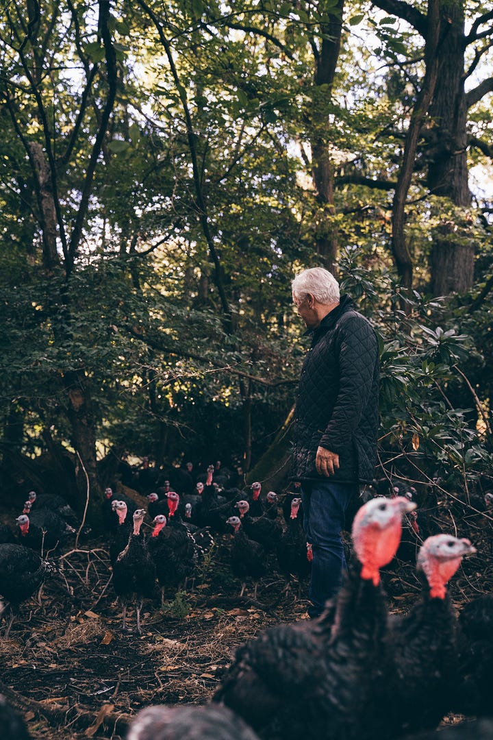 Four images of KellyBronze turkeys in woodland, including one with farmer Paul Kelly
