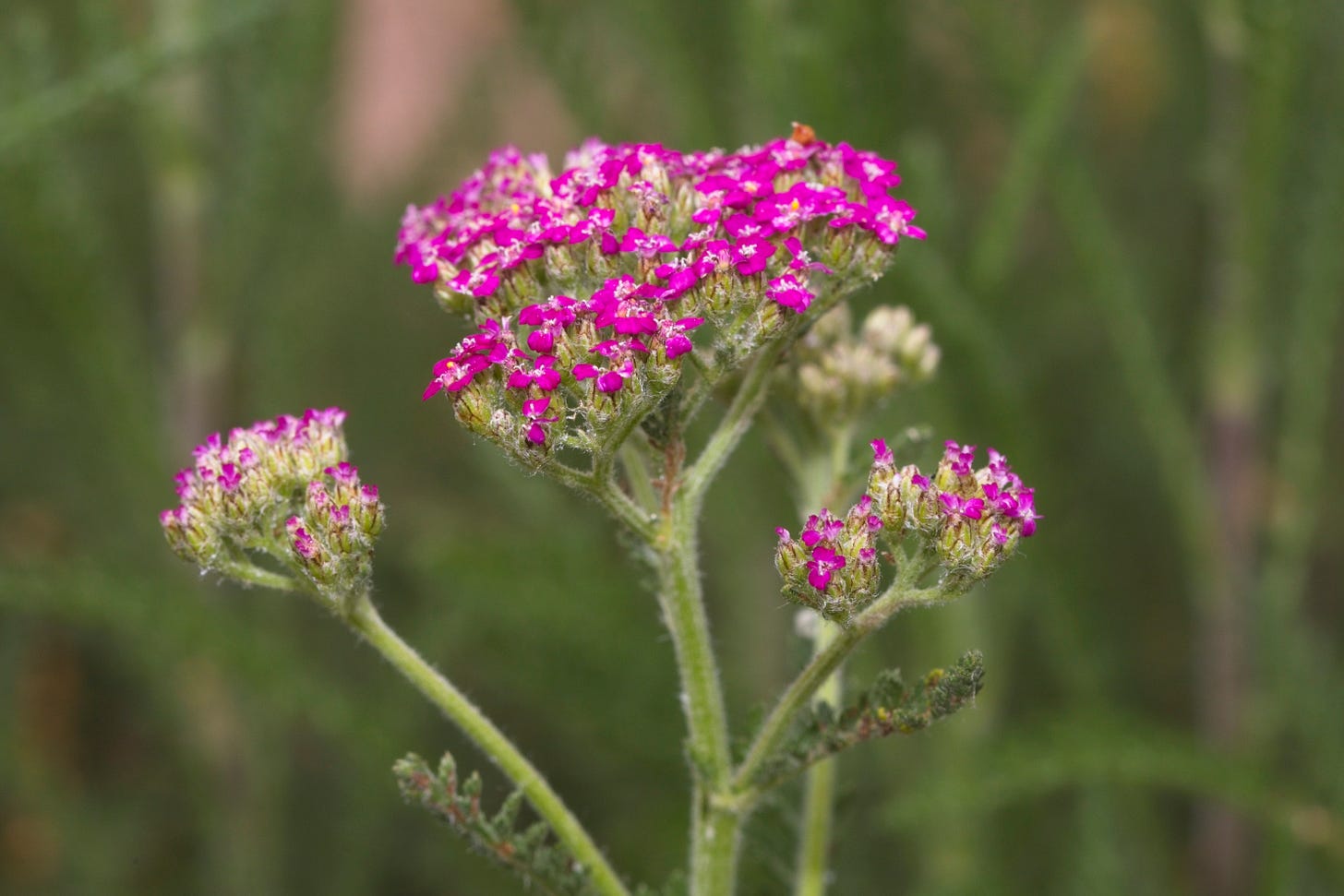 Close-up of a plant with corymbs (flat-topped clusters) of bright dark pink small flowers