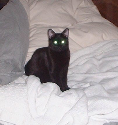Solid black cat sitting on white bed cover.