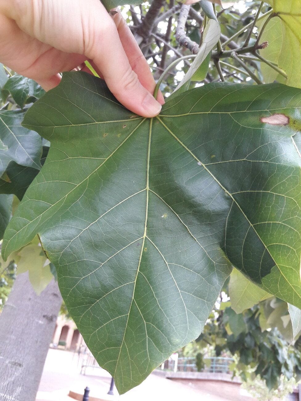 Brachychiton acerifolius [Leaf - Domain, 2022] sml.jpg