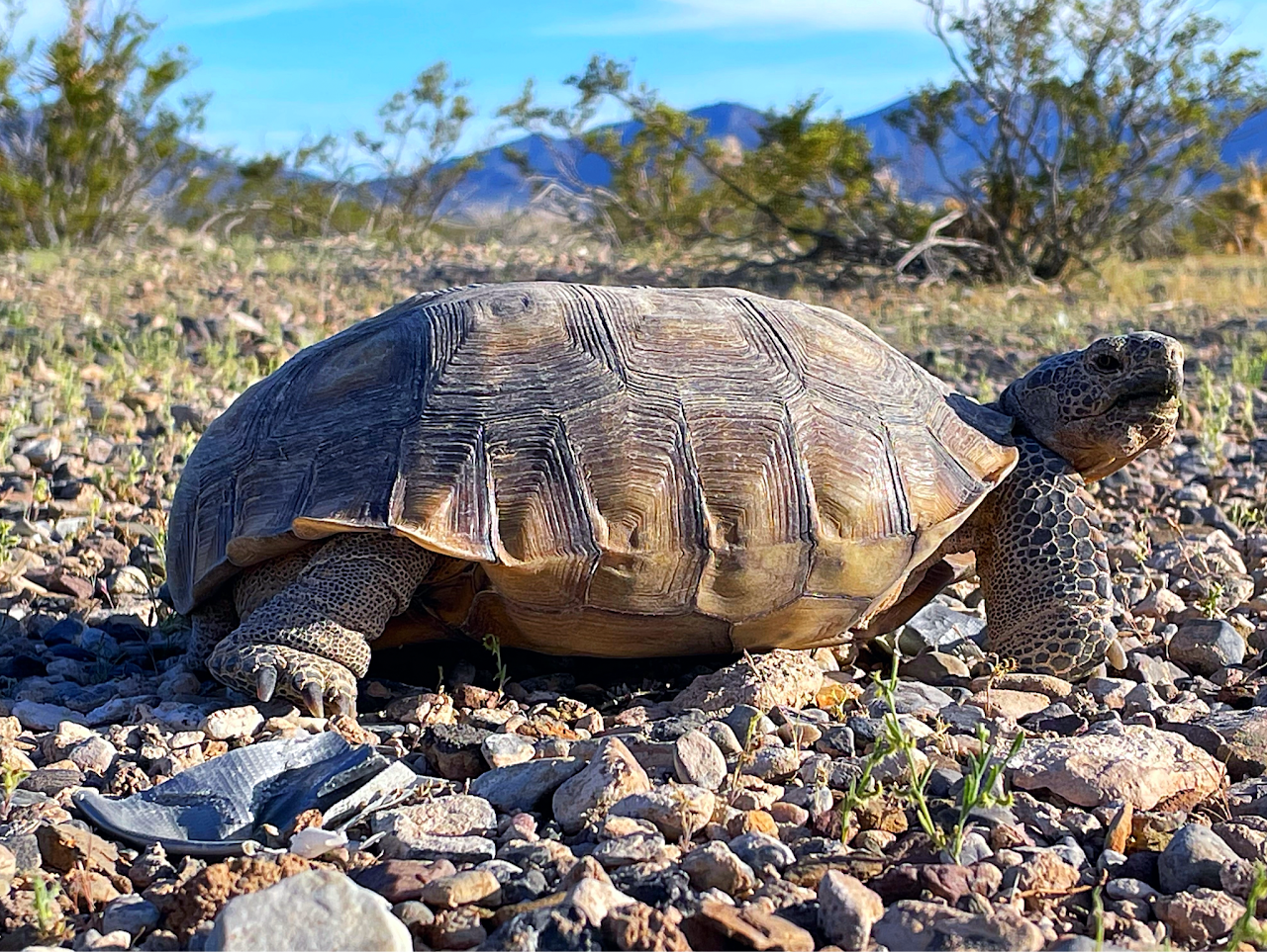 BLM Knows This Desert Tortoise Corridor Needs Protection. So Why Put a Solar Farm in the Middle of It?