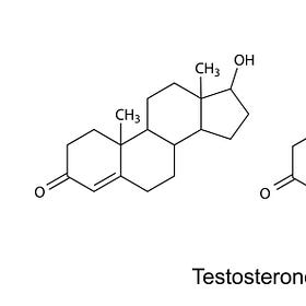Strong Bodies, Strong Minds Part 1 - Testosterone