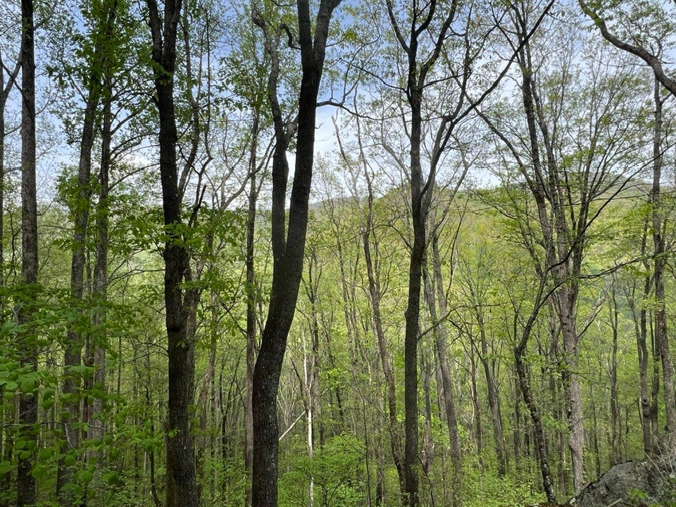 May be an image of nature and tree