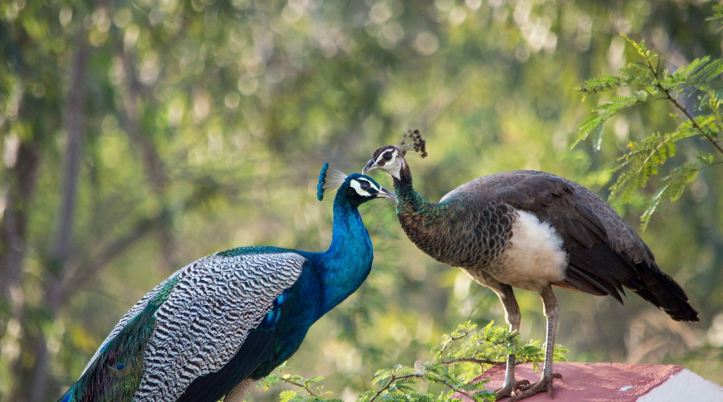 photo of peahen via pexels