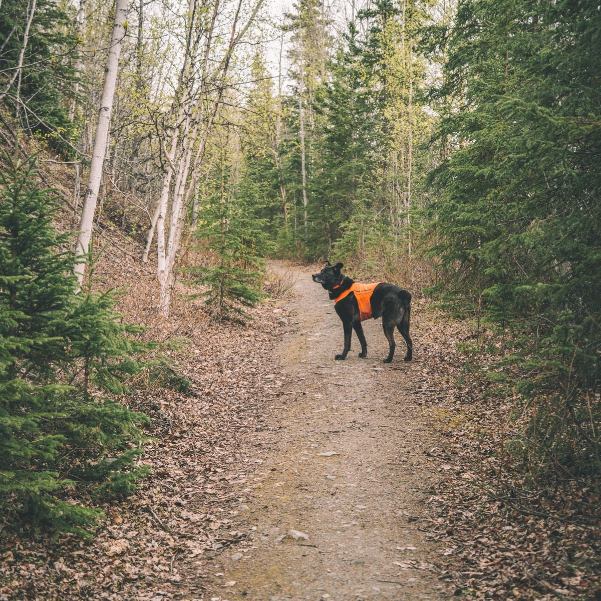 Dog on trail.