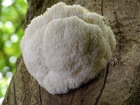 The History and Health Benefits of Lion's Mane Mushroom – Strange Love
