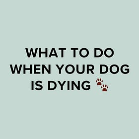 What To Do When Your Dog is Dying 🐾