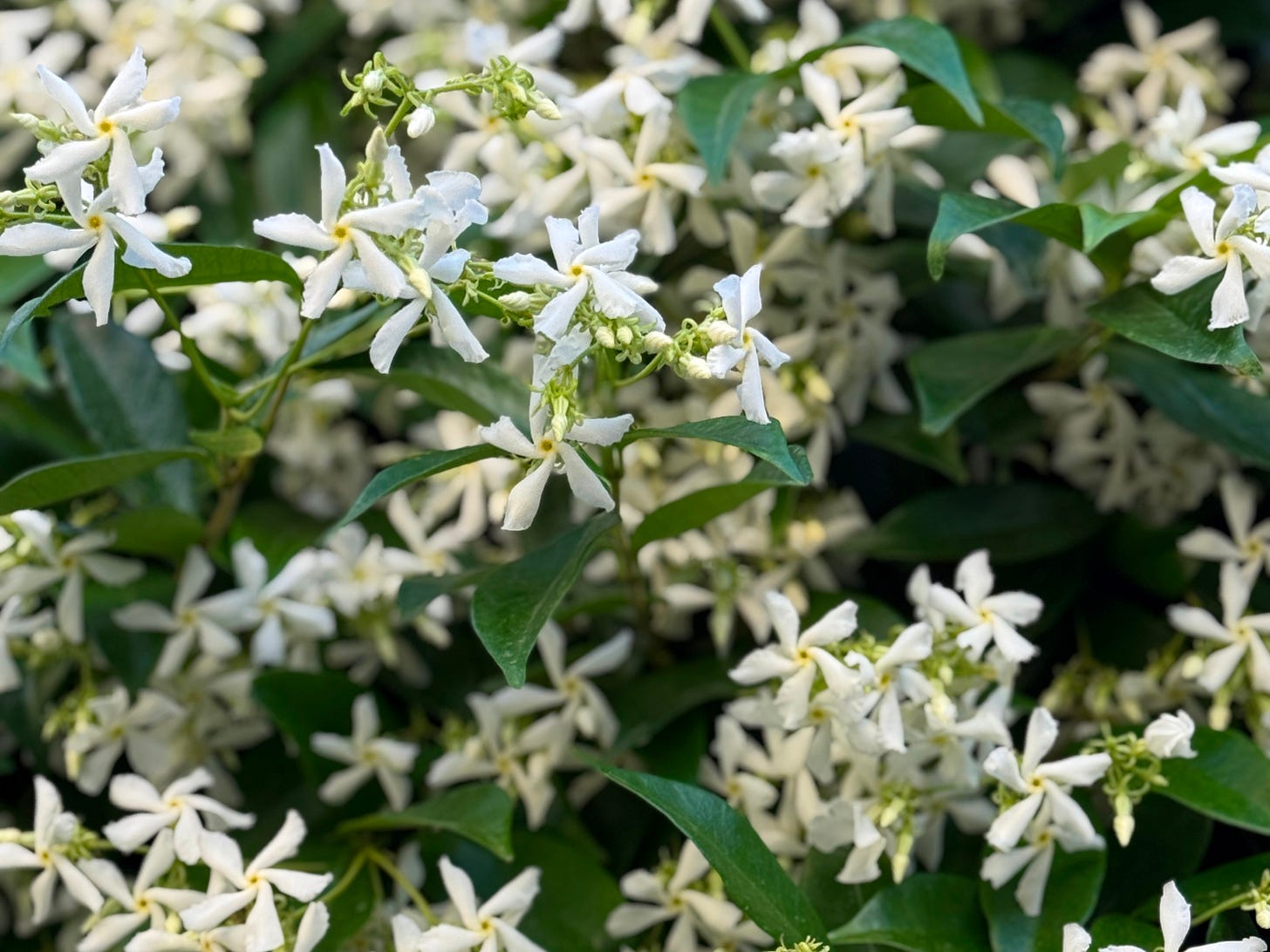 Close-up of star-shaped jasmine blossoms in bloom, offering a sensory glimpse of spring in Rome.
