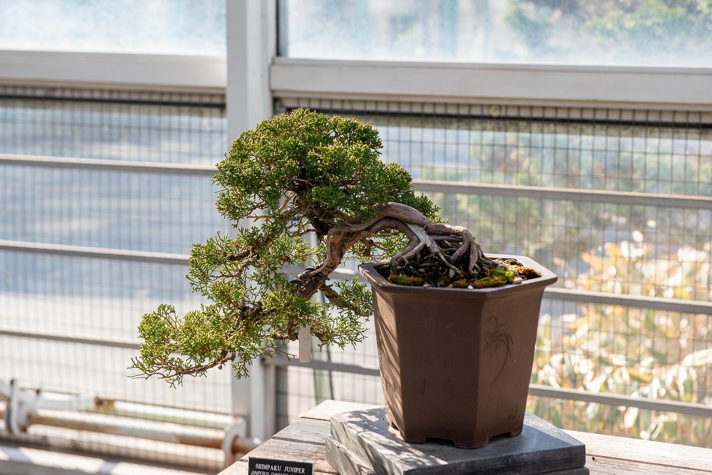 ID: A shimpaku juniper in a cascade design.