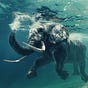 swimmingelephants's avatar