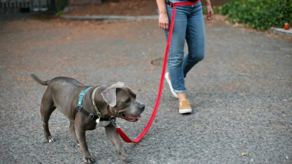 What Leash Is Best for a Dog?
