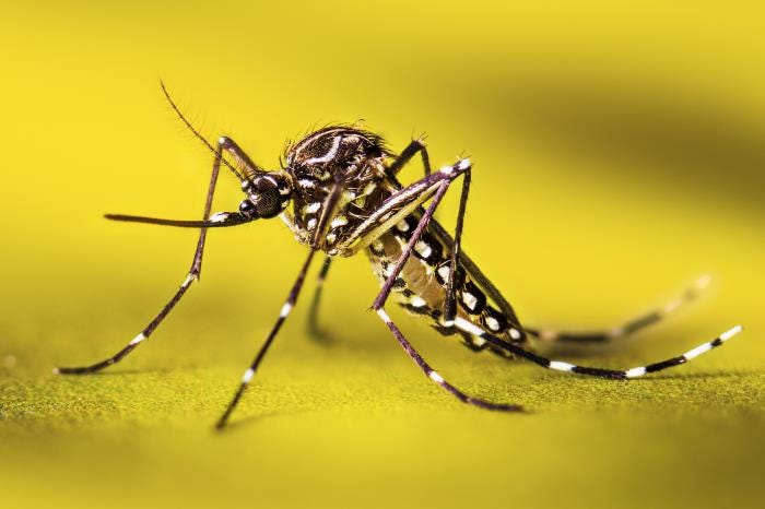 埃及斑蚊成蟲|來源:Amy E. Lockwood / CDC PHIL(公有領域) 埃及斑蚊成蟲|來源:Amy E. Lockwood / CDC PHIL(公有領域)