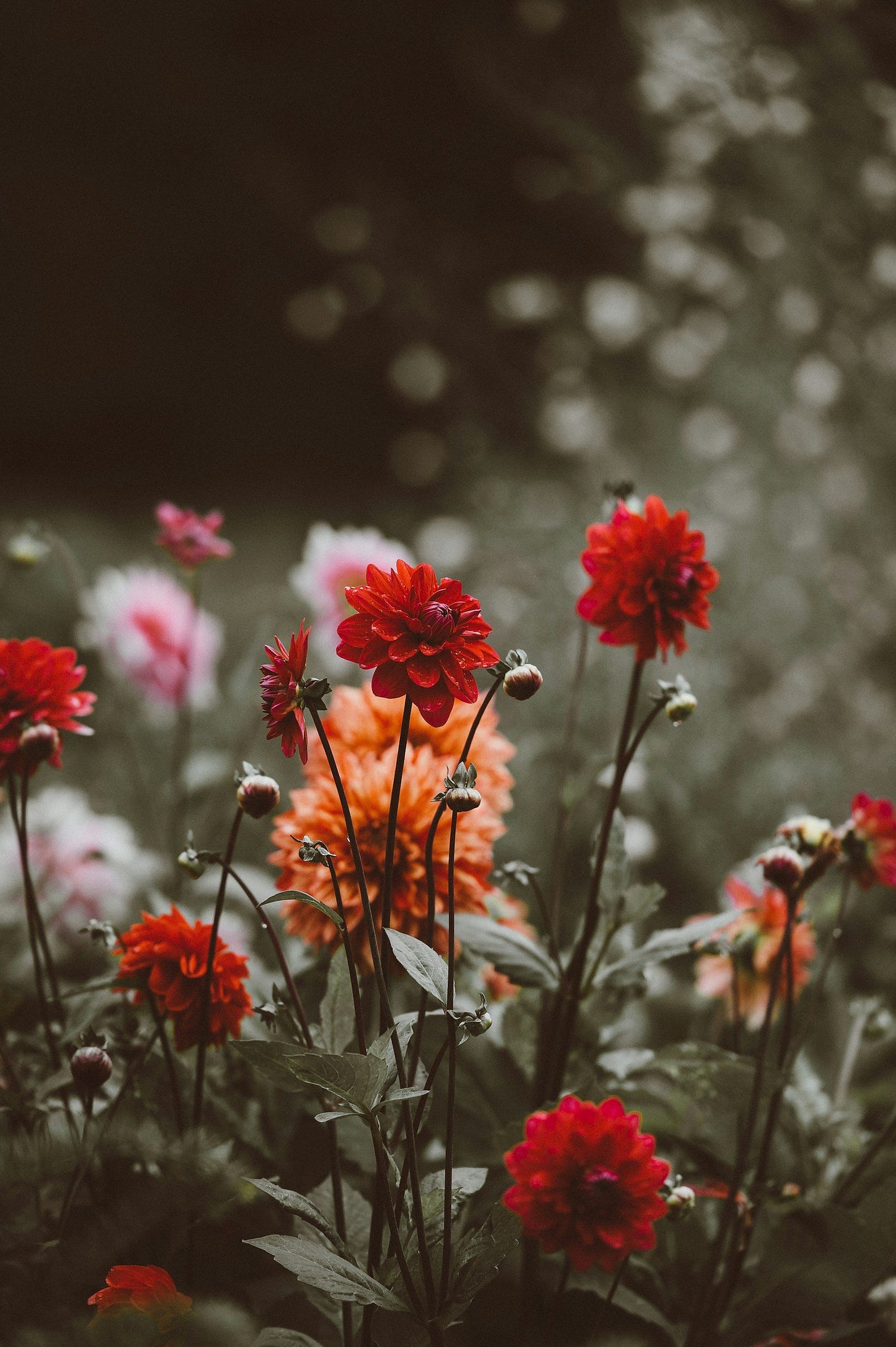 red flowers
