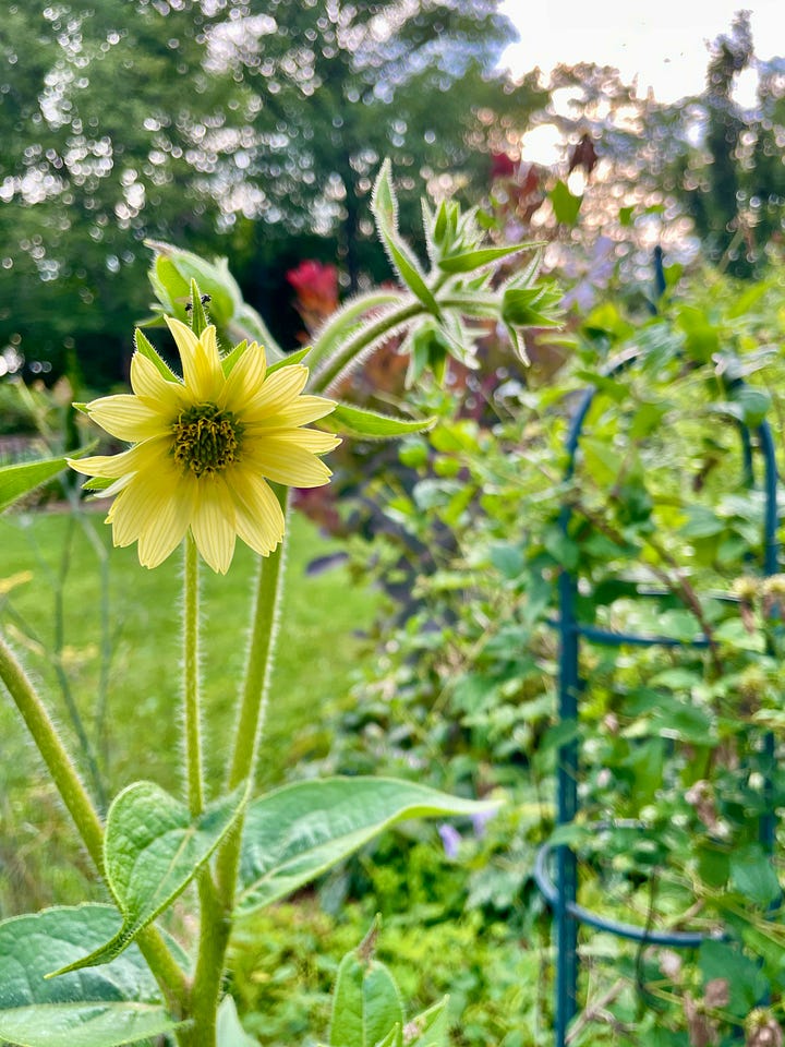 Four very tall plants in the Long Border: Mohr's Rosinweed (Silphium mohrii), teasel, Verbena hasta, and Giant Sunflower (Rudbeckia maxima).