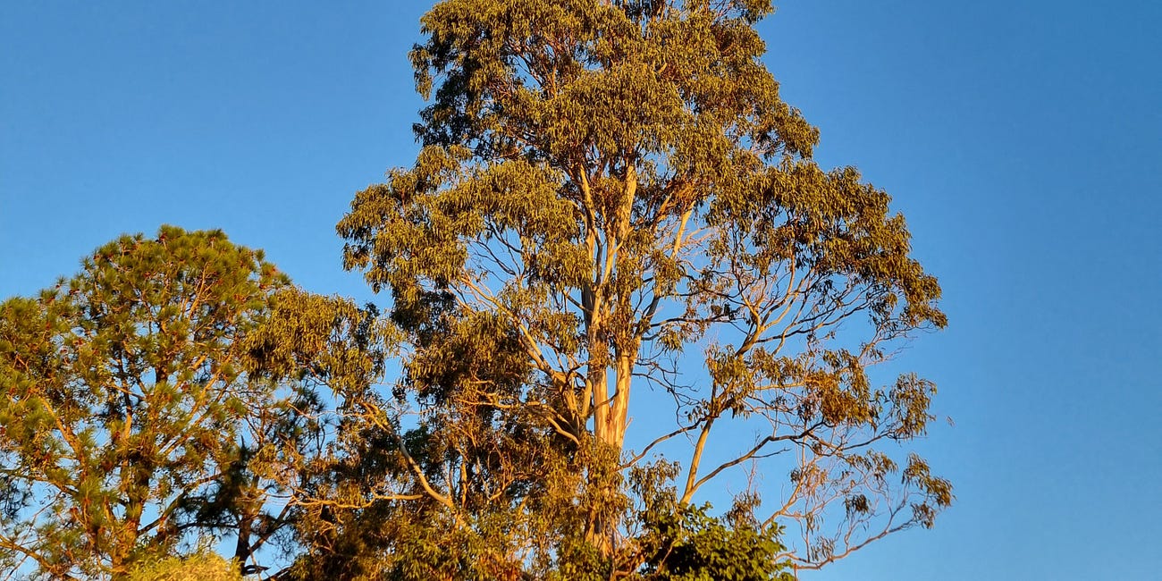 Being Present and Living with Intention