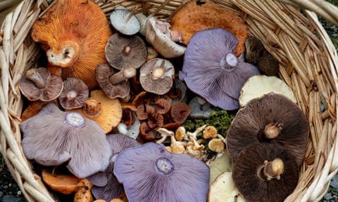 Basket of fungi