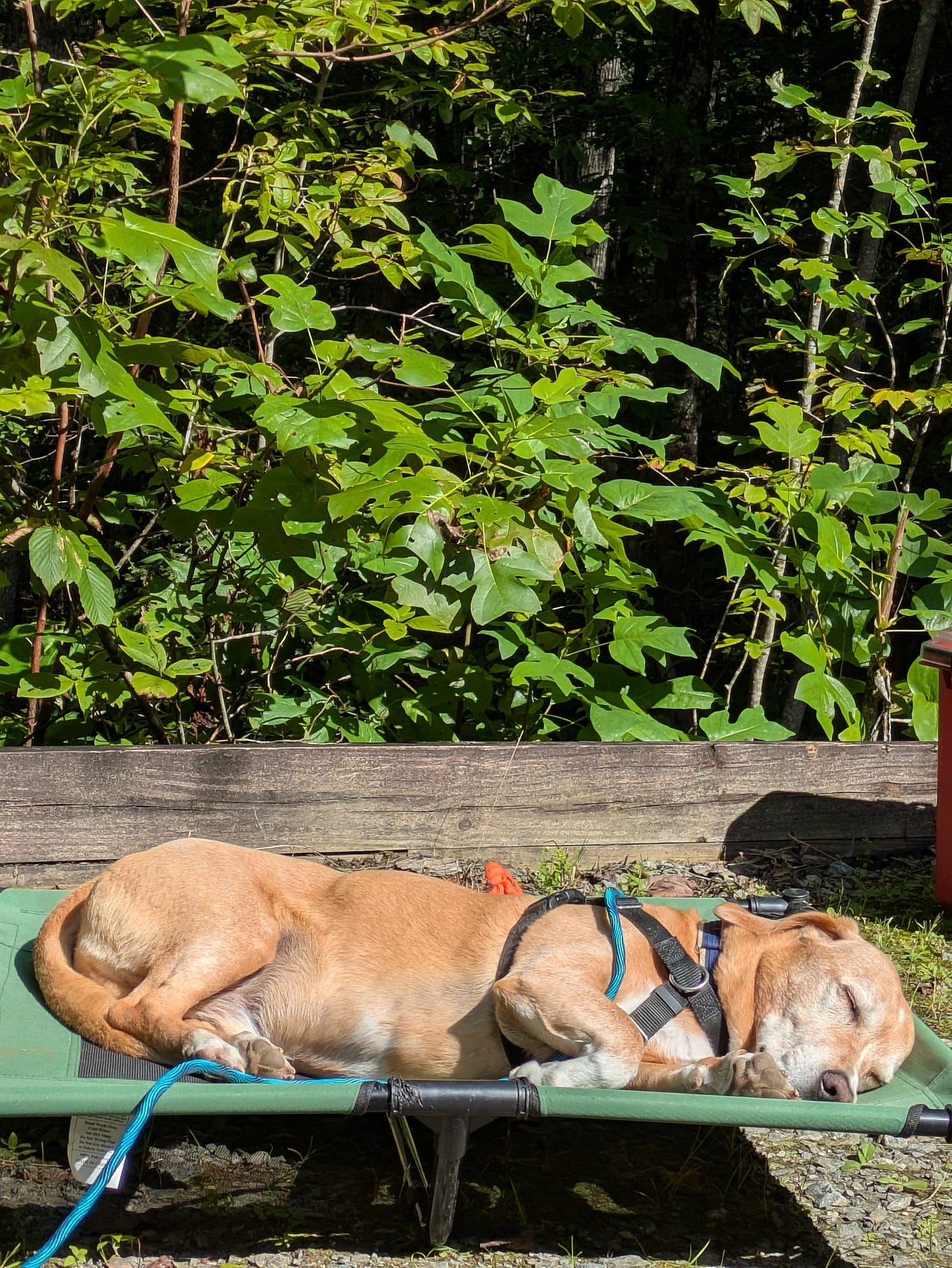The author’s dog, Gus, lies peacefully asleep on a green elevated dog cot at a wooded campsite. Sunlight warms his tan coat as he curls up beside leafy green plants and a wooden log border. A blue leash trails from his harness. The author’s dog, Gus, lies peacefully asleep on a green elevated dog cot at a wooded campsite. Sunlight warms his tan coat as he curls up beside leafy green plants and a wooden log border. A blue leash trails from his harness.