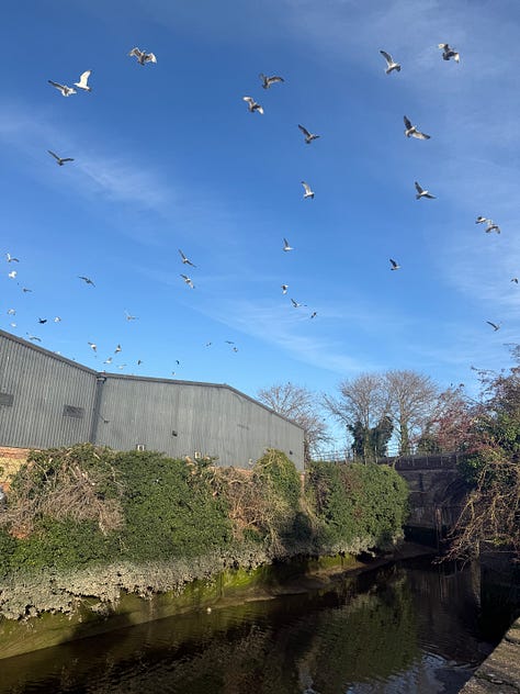 Birds, a boat in the reeds, and a drone plane over a field