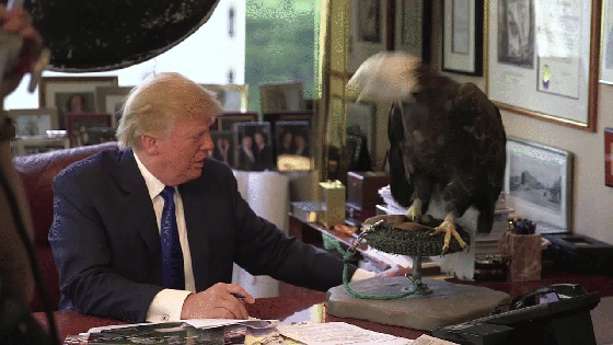 Watch Donald Trump Dodge a Bald Eagle | TIME