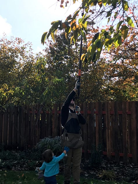 Images of persimmons on the tree and people gleaning them