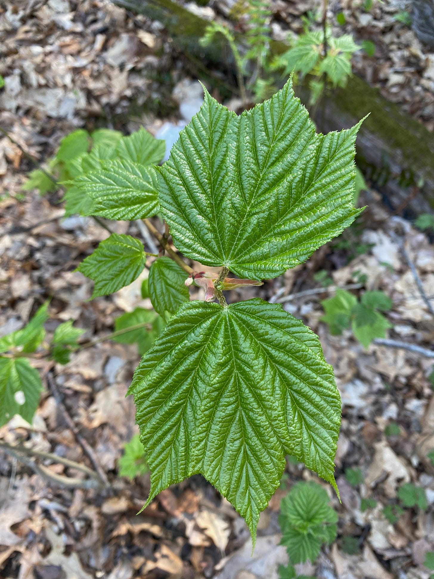 Closeup of two small, shiny, pointed leaves, just unfurling.