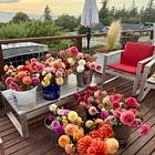 The Unexpected Benefits of Starting a Small-Scale Dahlia Operation 