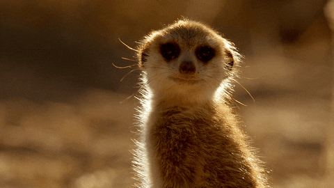 When Nature Calls Meerkat GIF by ABC Network - Find & Share on GIPHY