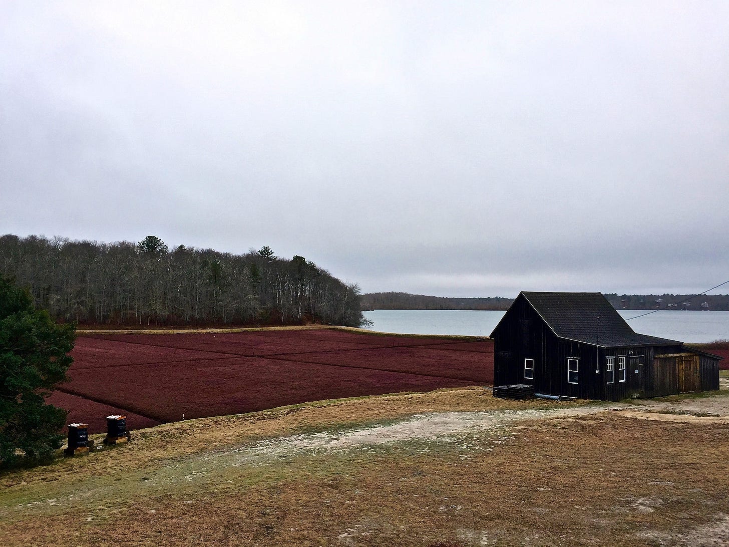 wet harvesting the cranberries, Cape Cod 