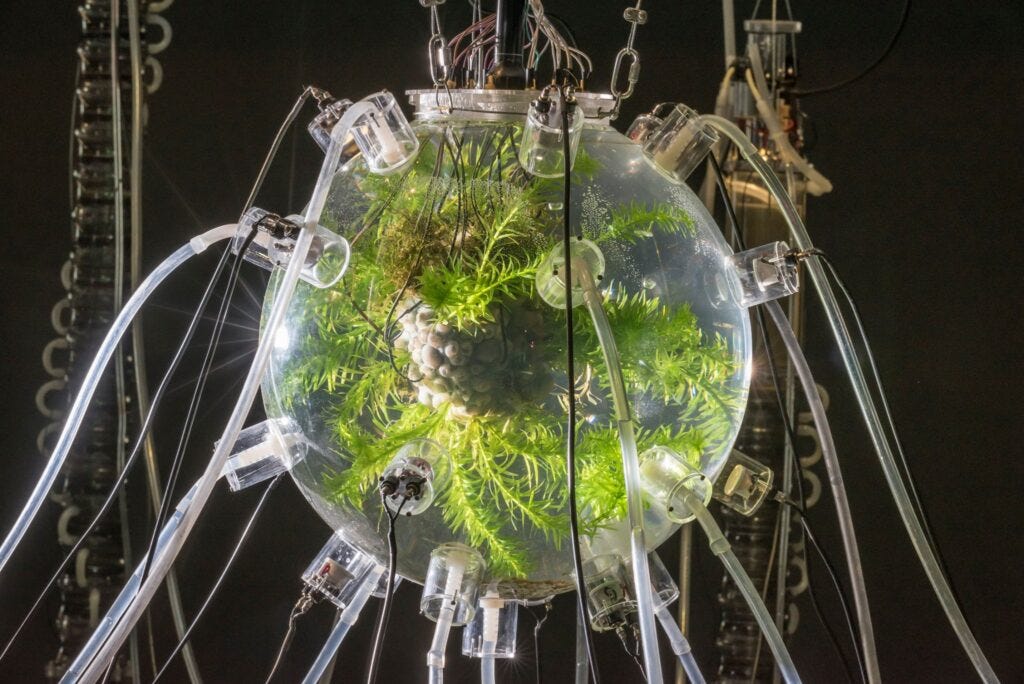 PLANTAS AUTOFOTOSINTÉTICAS / AUTOPHOTOSYNTHETIC PLANTS - Gilberto Esparza -