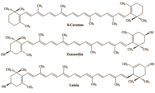 Lutein speeds up transformation from lazybones into athlete Lutein speeds up transformation from lazybones into athlete