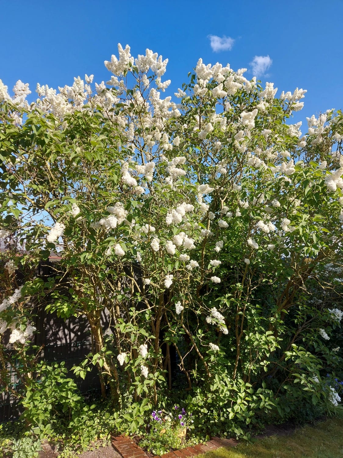 White lilac