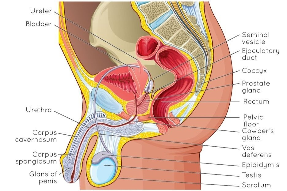 Why Men Should Consider Pelvic Floor Physical Therapy