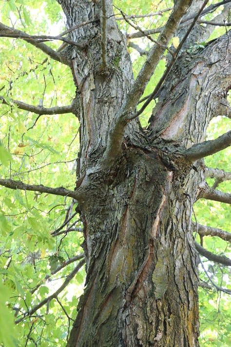 All around the state to find maple trees.