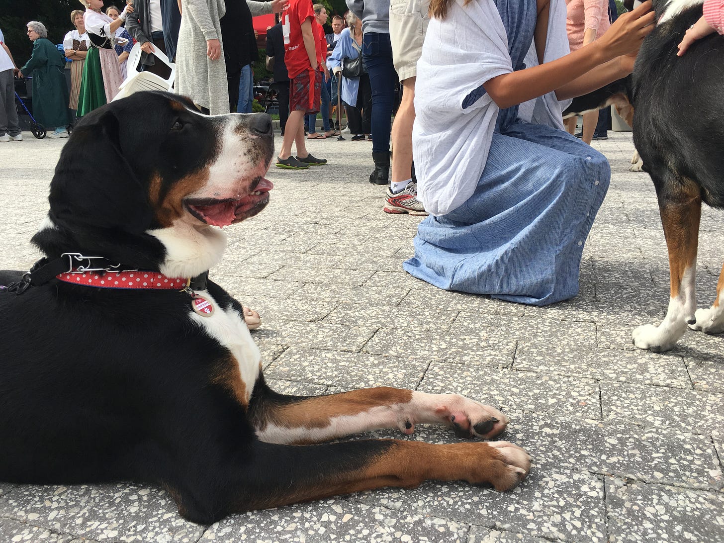 Sennenhund