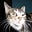 Boscoe's avatar