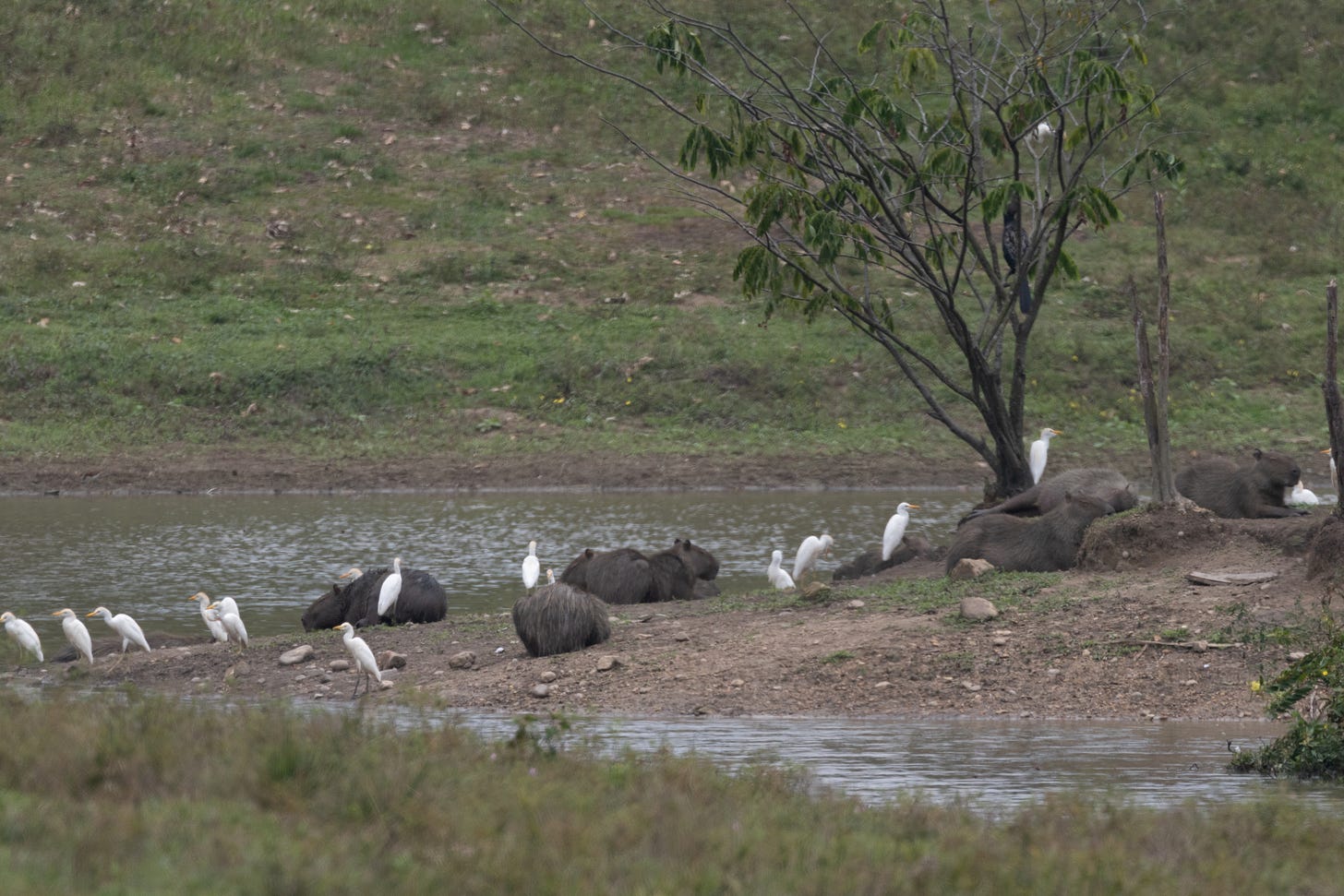 a muddy island covered in capybaras and cattle egrets