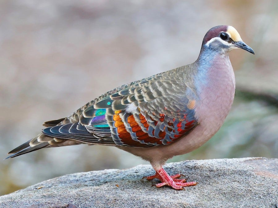 Common Bronzewing - eBird Common Bronzewing - eBird
