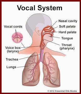 Why does everyone have unique voice? | The Petri Dish Why does everyone have unique voice? | The Petri Dish