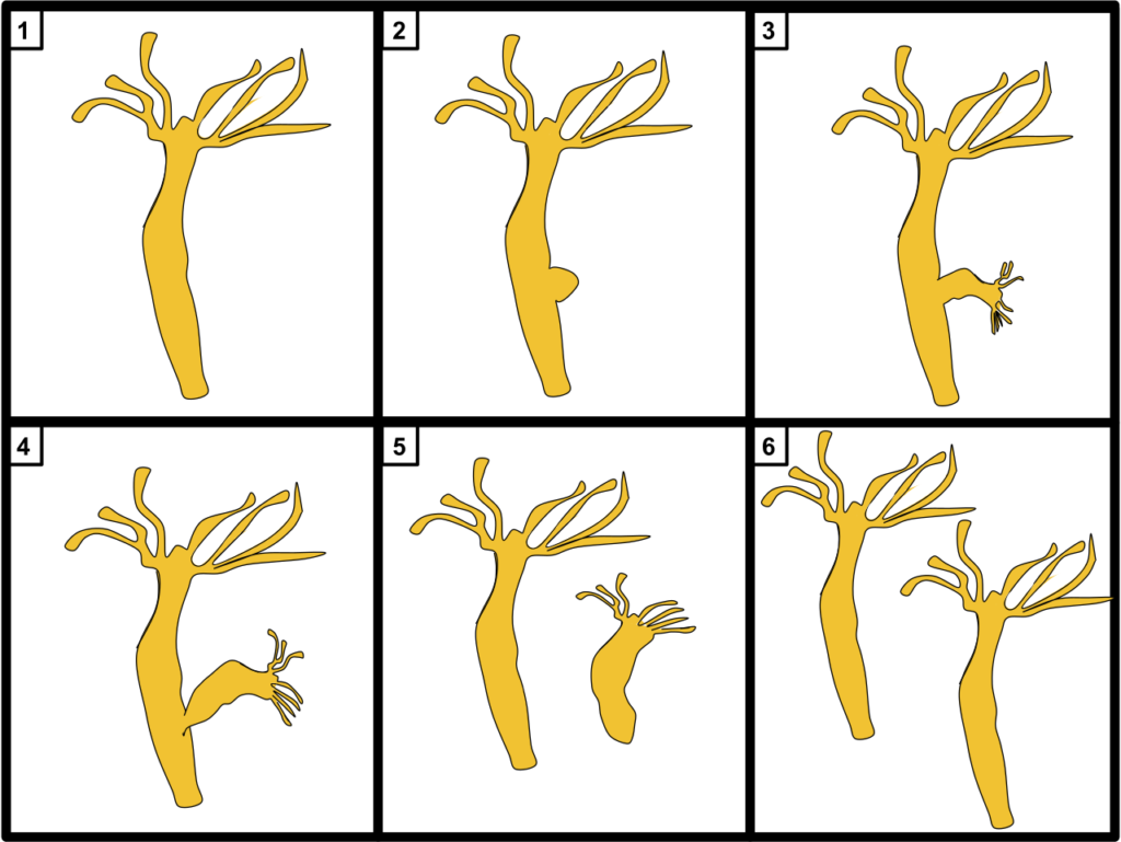 Hydras rely on their regeneration abilities to reproduce. A hydra splits off a bud of itself which then grows into a complete individual -- it clones itself. Hydras rely on their regeneration abilities to reproduce. A hydra splits off a bud of itself which then grows into a complete individual -- it clones itself.
