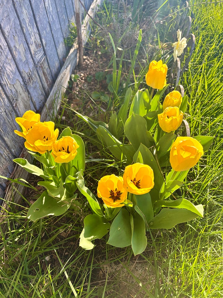 A photograph of yellow tulips; a photograph of my sketchbook showing my sketch of yellow tulips