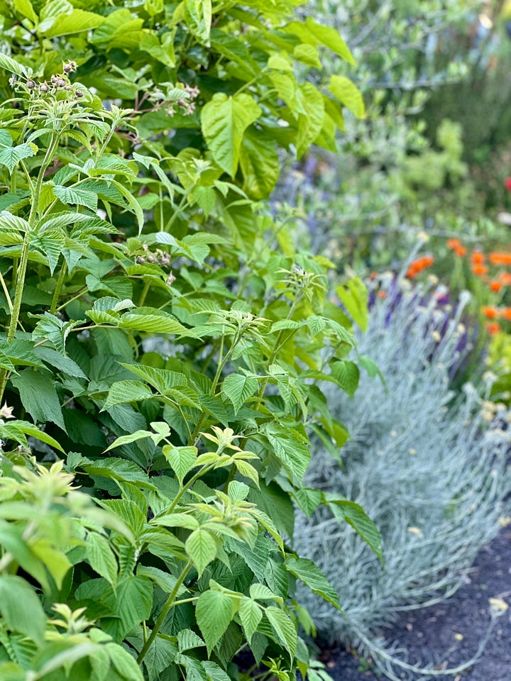 Photos of calendula in an Portland, Oregon edible landscape