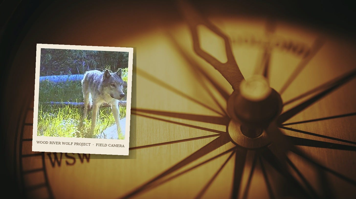 The Wolf As Compass - Suzanne Asha Stone's Substack