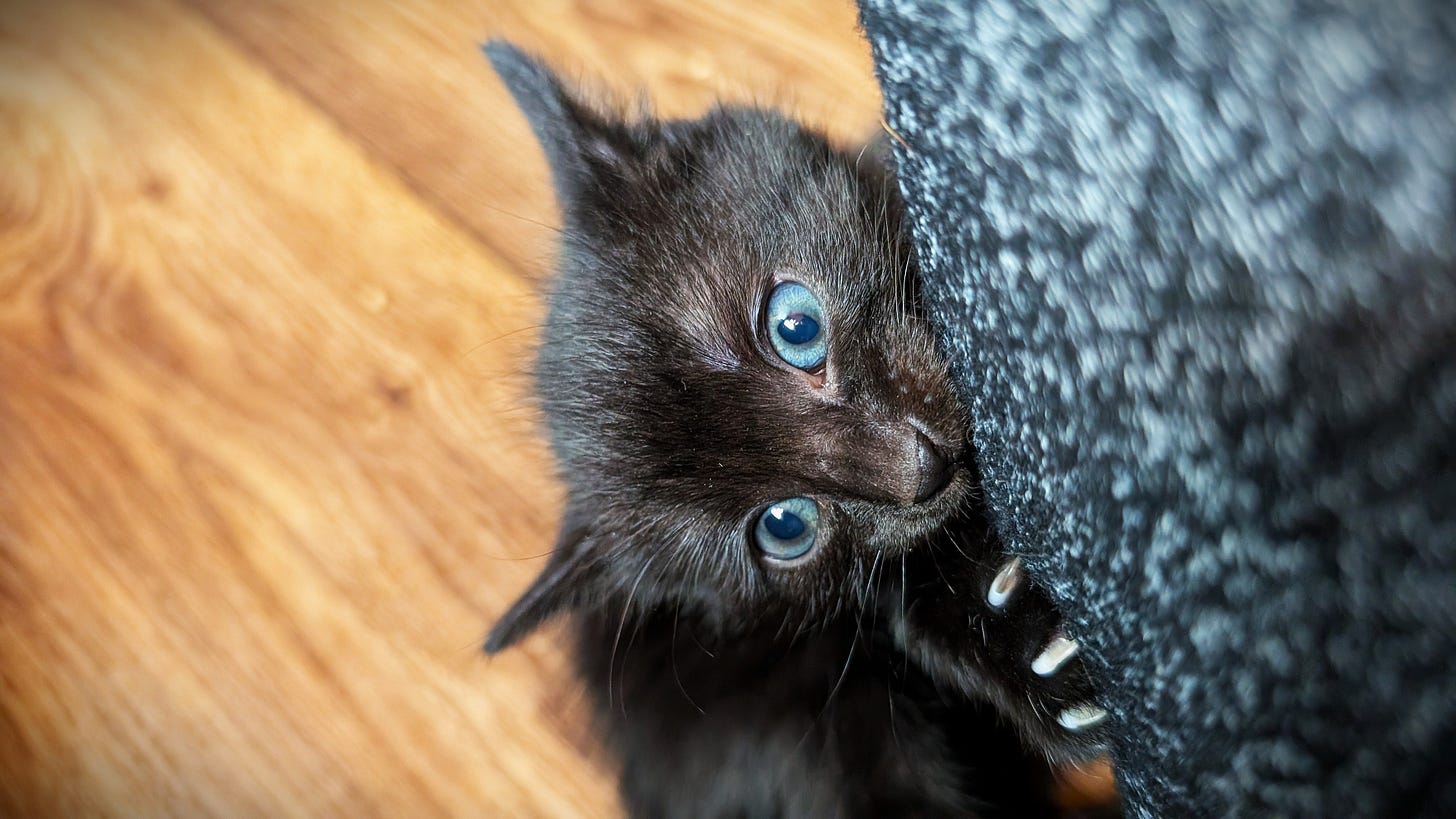 A black kitten with blue eyes biting a pant leg