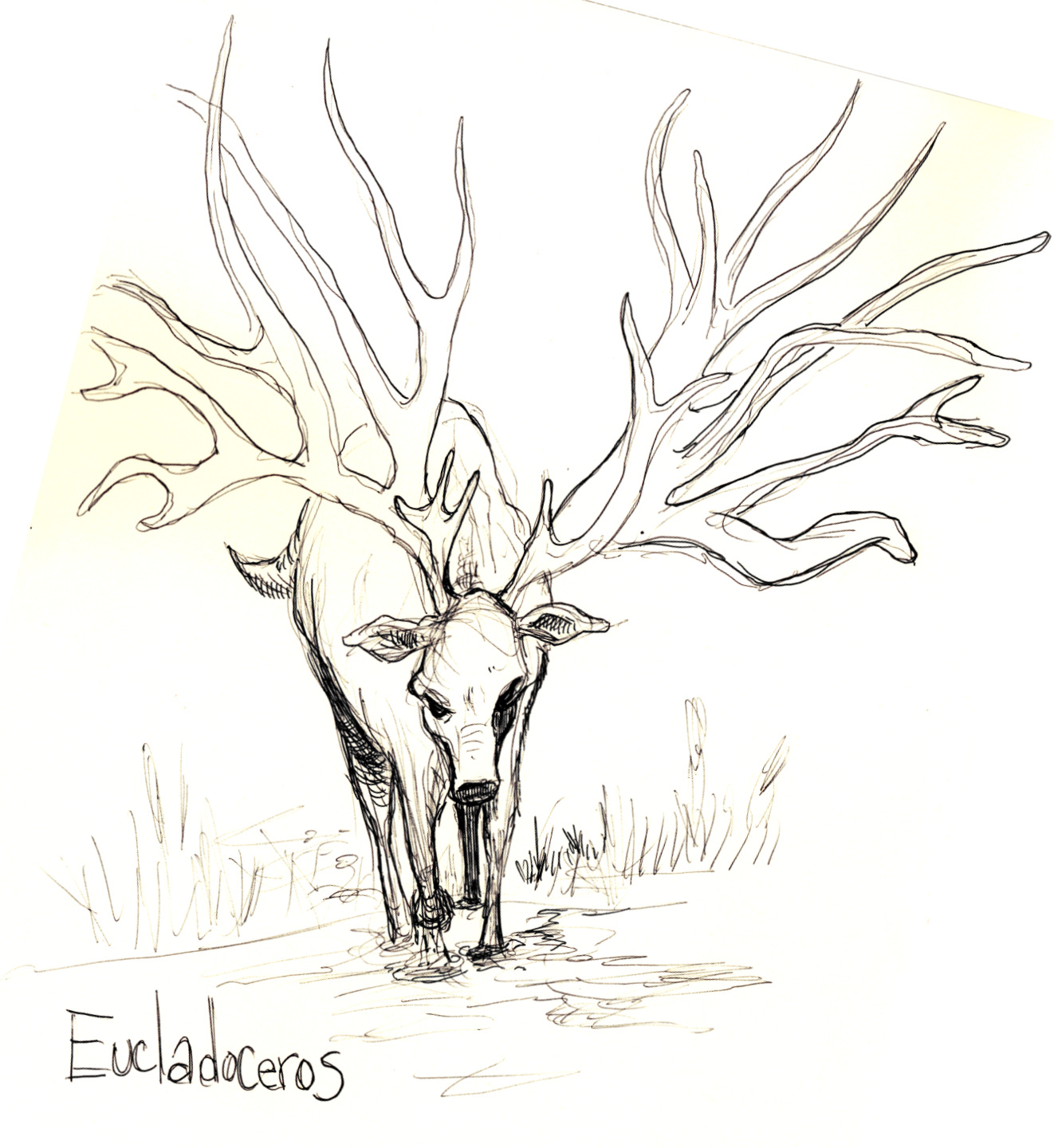Ballpoint sketch of an extinct deer species, Eucladoceros.