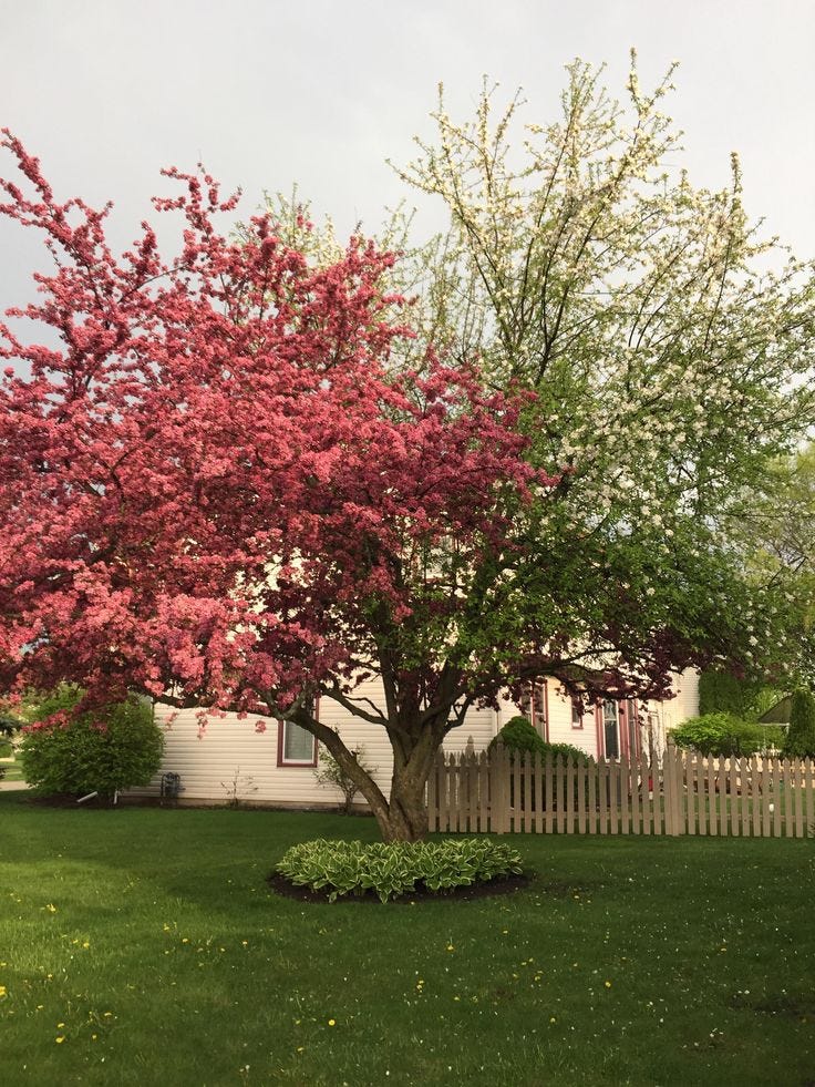 This may contain: a tree with pink flowers in front of a white picket fence and green grass on the lawn