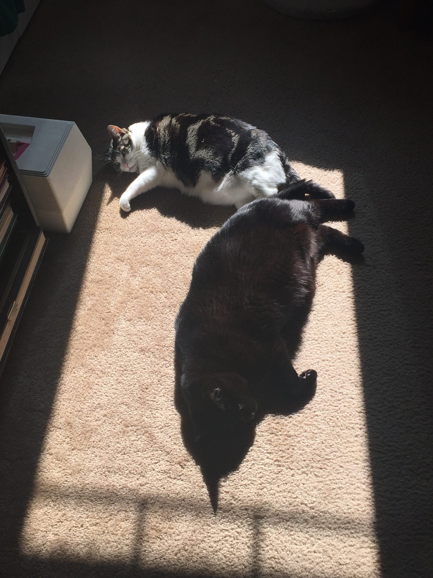 A tabby & white cat and a black cat sleep sprawled in a rectangle of sunshine on brown carpet. They are both pretty chonky.