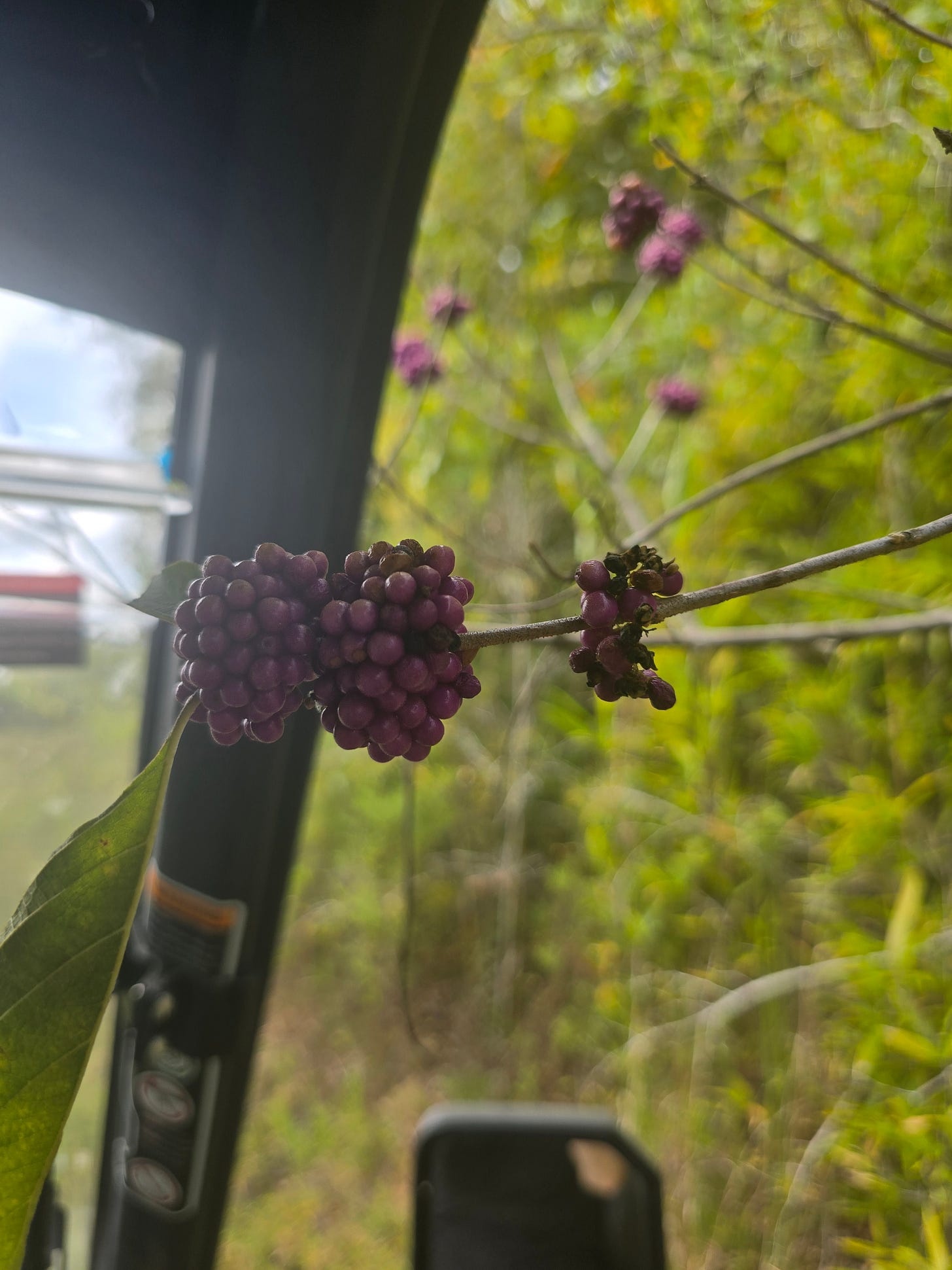 Clusters of purple beautyberries on a branch, a small reminder of micro movements and slow growth