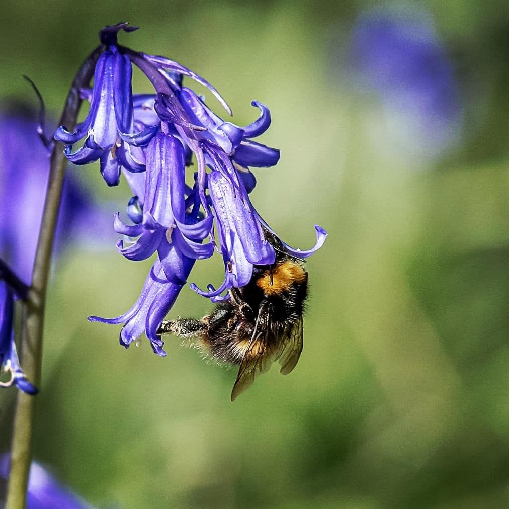 Bee Inside Foxglove