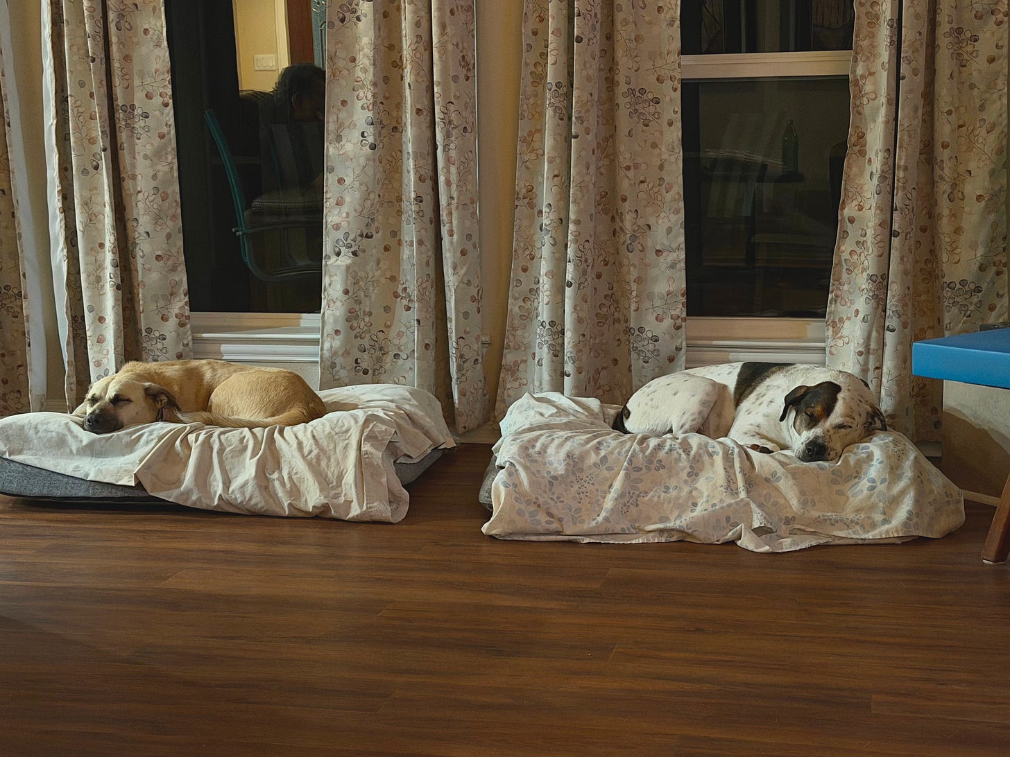 Two dogs curled up in their beds in front of a set of windows