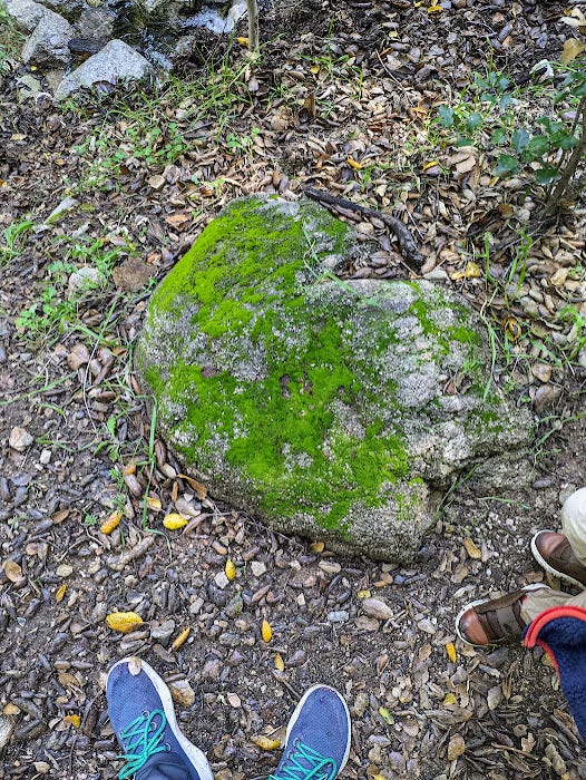 Photos of rocks covered in moss.